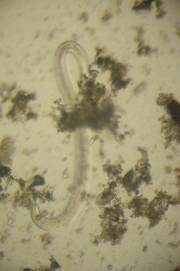 Nematodes indet ?